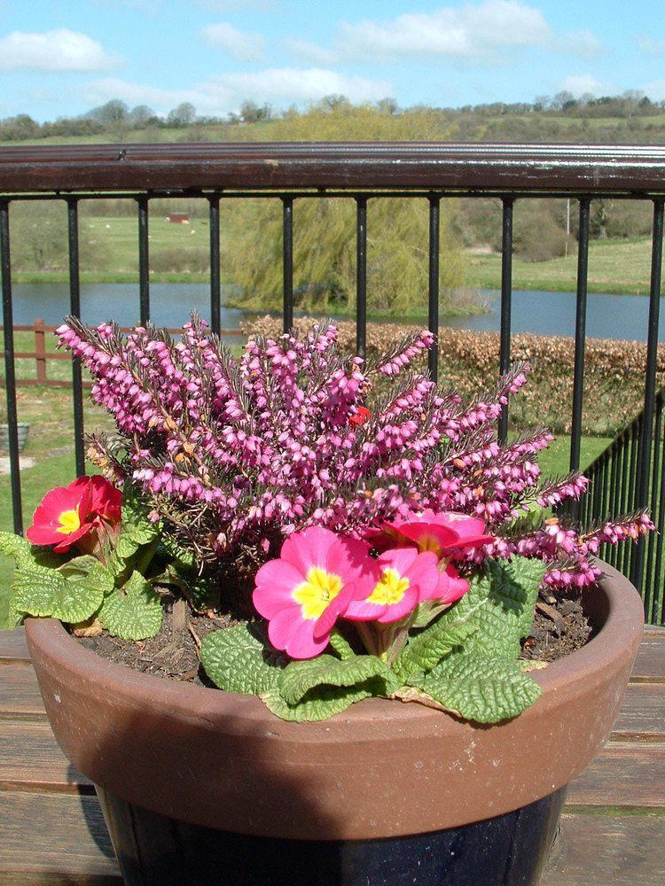 Cameley Lodge - Self Catering Temple Cloud Eksteriør bilde
